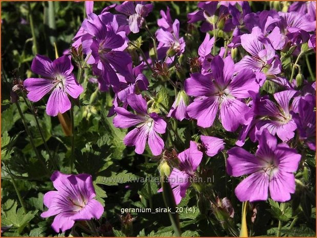 Geranium 'Sirak' | Ooievaarsbek