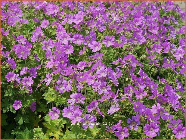 Geranium 'Sirak' | Ooievaarsbek