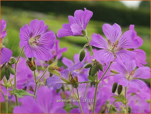 Geranium 'Sirak' | Ooievaarsbek