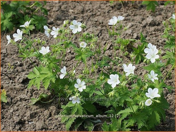 Geranium sylvaticum 'Album' | Ooievaarsbek