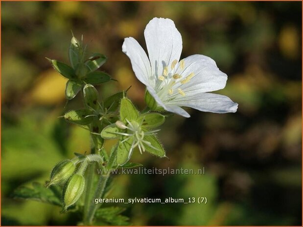 Geranium sylvaticum 'Album' | Ooievaarsbek