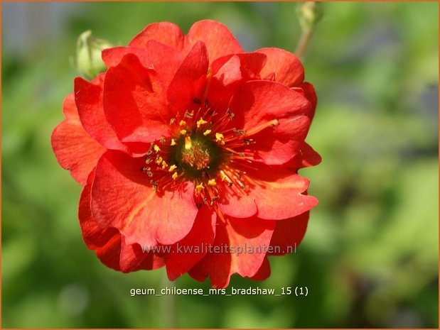 Geum chiloense 'Mrs Bradshaw' | Nagelkruid