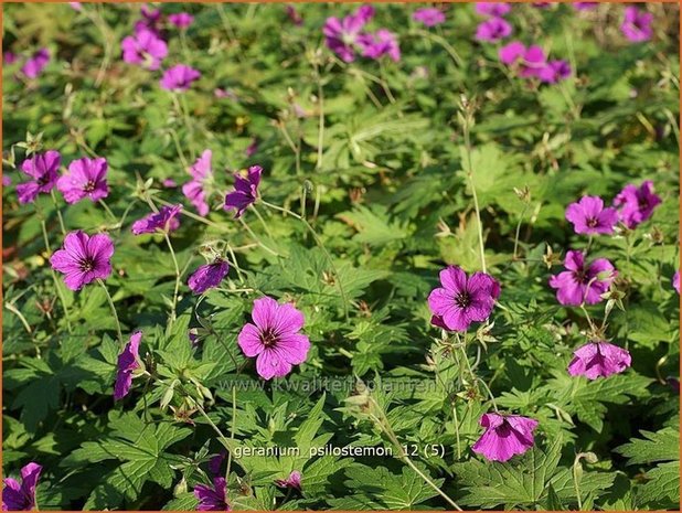 Geranium psilostemon | Ooievaarsbek