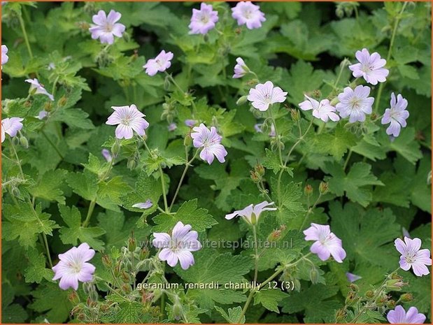 Geranium renardii 'Chantilly' | Ooievaarsbek