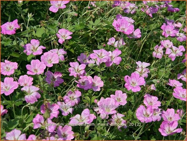 Geranium riversleaianum 'Mavis Simpson' | Ooievaarsbek