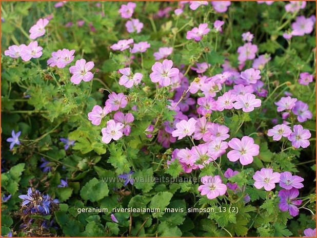 Geranium riversleaianum 'Mavis Simpson' | Ooievaarsbek