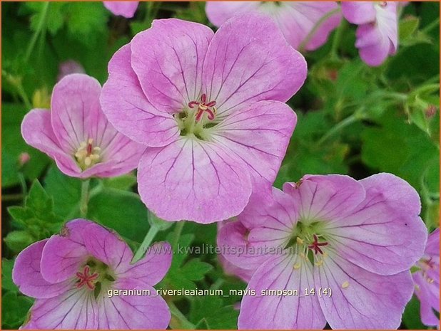 Geranium riversleaianum 'Mavis Simpson' | Ooievaarsbek