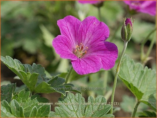 Geranium riversleaianum 'Russell Prichard' | Ooievaarsbek