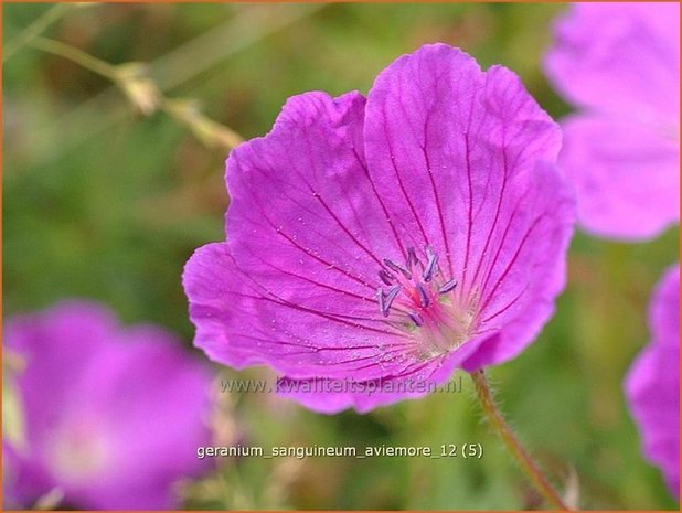 Geranium sanguineum 'Aviemore' | Ooievaarsbek