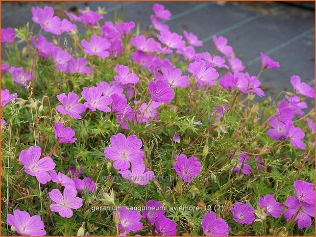 Geranium sanguineum 'Aviemore' | Ooievaarsbek