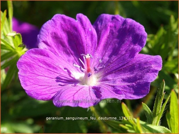 Geranium sanguineum 'Feu d'Autumne' | Ooievaarsbek