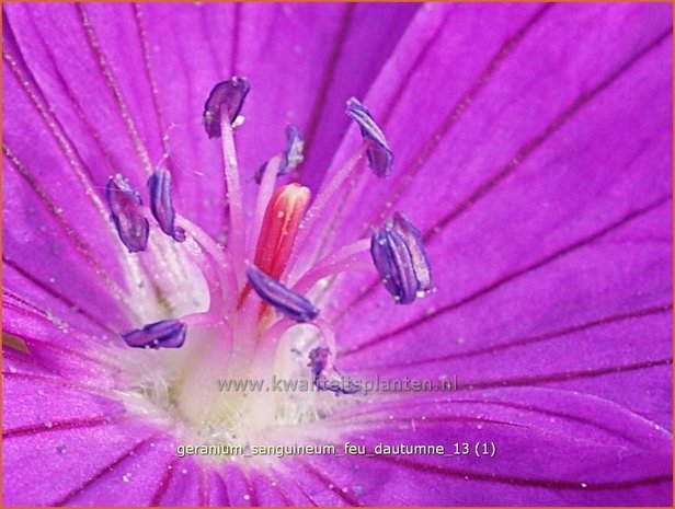 Geranium saanguineum 'Feu d'Autumne' | Ooievaarsbek