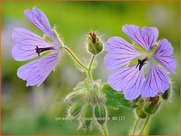 Geranium 'Philippe Vapelle' | Ooievaarsbek