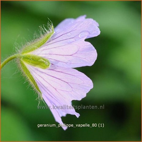 Geranium 'Philippe Vapelle' | Ooievaarsbek