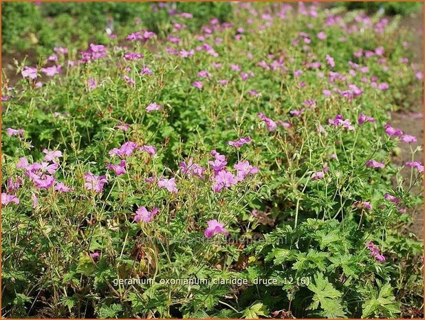 Geranium oxonianum 'Claridge Druce' | Ooievaarsbek, Tuingeranium | Oxford-Storchschnabel