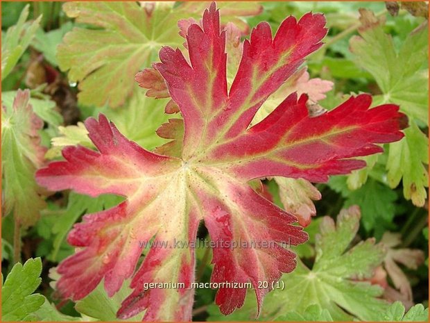 Geranium macrorrhizum | Rotsooievaarsbek, Ooievaarsbek, Tuingeranium | Balkan-Storchschnabel