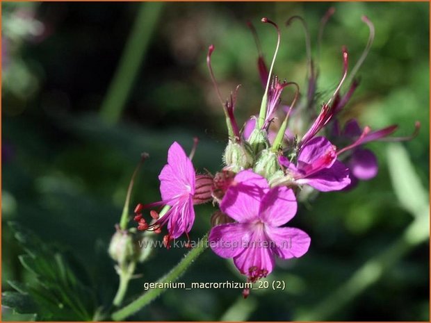 Geranium macrorrhizum | Rotsooievaarsbek, Ooievaarsbek, Tuingeranium | Balkan-Storchschnabel