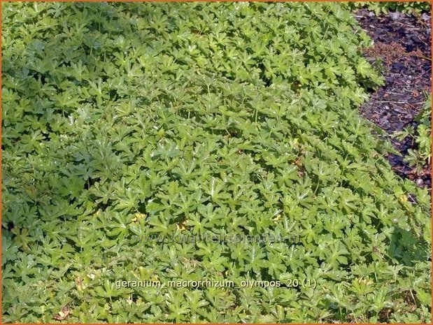 Geranium macrorrhizum 'Olympos' | Ooievaarsbek, Tuingeranium | Balkan-Storchschnabel