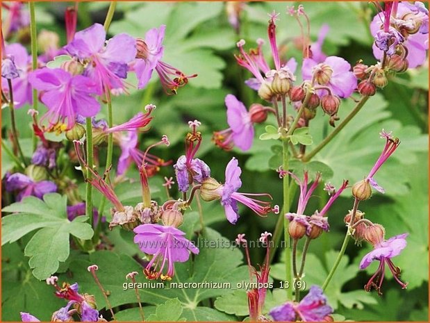 Geranium macrorrhizum 'Olympos' | Ooievaarsbek, Tuingeranium | Balkan-Storchschnabel