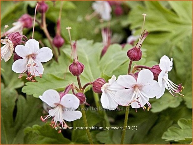 Geranium macrorrhizum 'Spessart' | Ooievaarsbek