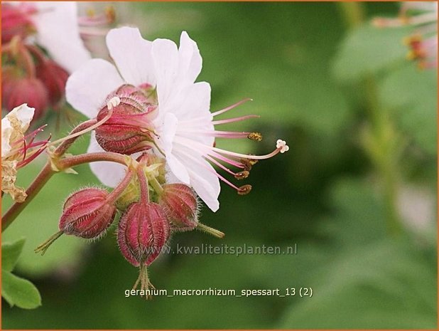 Geranium macrorrhizum 'Spessart' | Ooievaarsbek