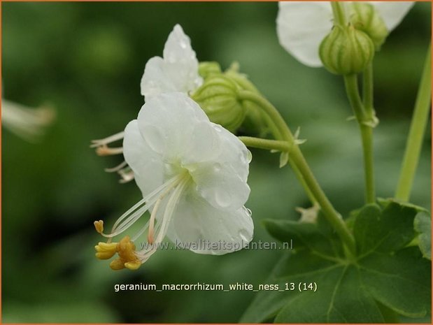 Geranium macrorrhizum 'White Ness' | Ooievaarsbek