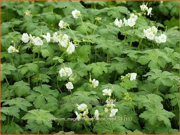 Geranium macrorrhizum 'White Ness' | Ooievaarsbek