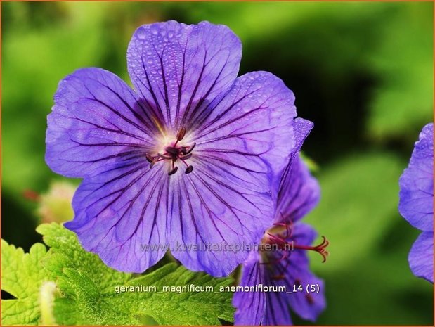 Geranium magnificum 'Anemoniflorum' | Ooievaarsbek