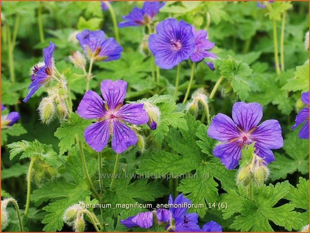 Geranium magnificum 'Anemoniflorum' | Ooievaarsbek