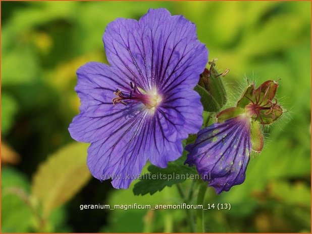 Geranium magnificum 'Anemoniflorum' | Ooievaarsbek