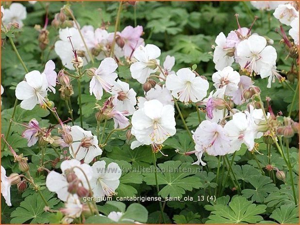 Geranium cantabrigiense 'Saint Ola' | Ooievaarsbek