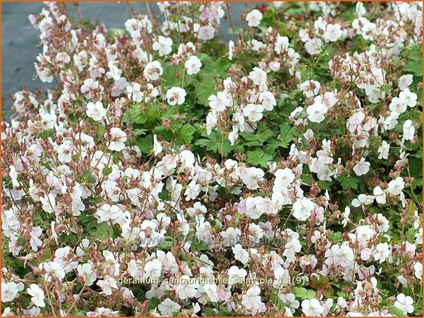 Geranium cantabrigiense 'Saint Ola' | Ooievaarsbek