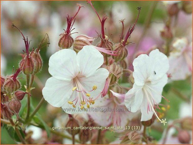 Geranium cantabrigiense 'Saint Ola' | Ooievaarsbek