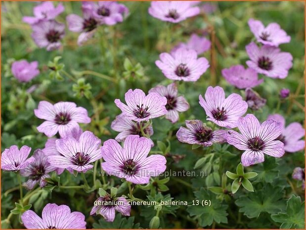 Geranium cinereum 'Ballerina' | Ooievaarsbek