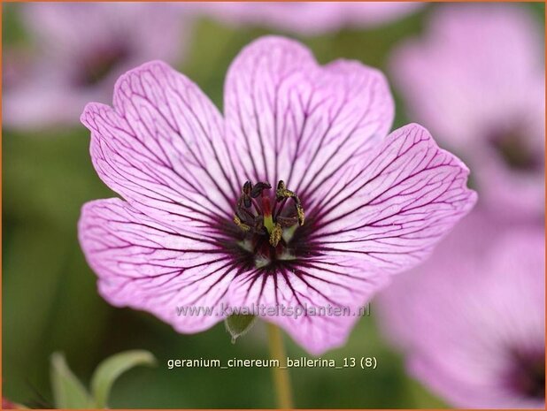 Geranium cinereum 'Ballerina' | Ooievaarsbek