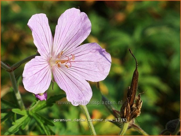 Geranium clarkei 'Kashmir Pink' | Ooievaarsbek