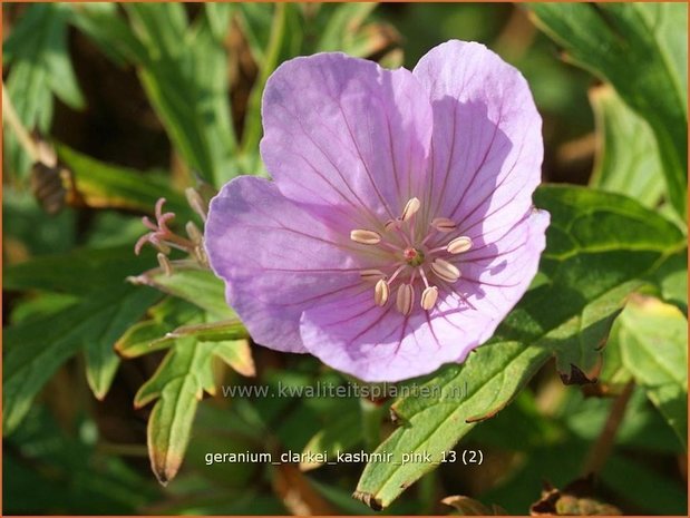 Geranium clarkei 'Kashmir Pink' | Ooievaarsbek