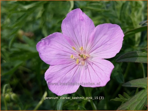 Geranium clarkei 'Kashmir Pink' | Ooievaarsbek, Tuingeranium