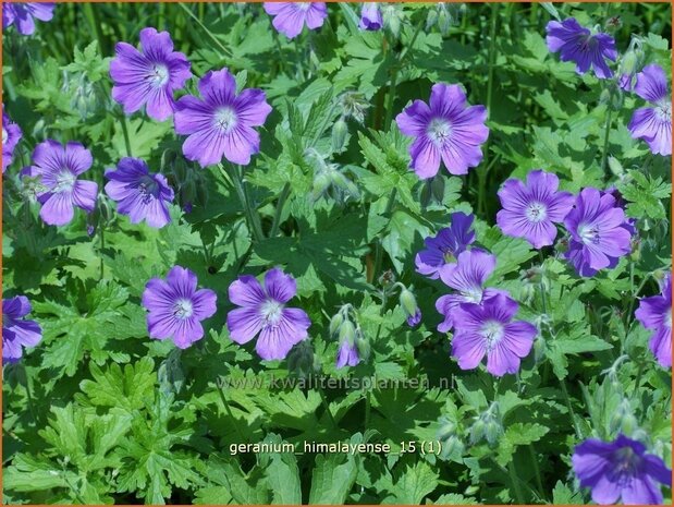 Geranium himalayense | Ooievaarsbek, Tuingeranium