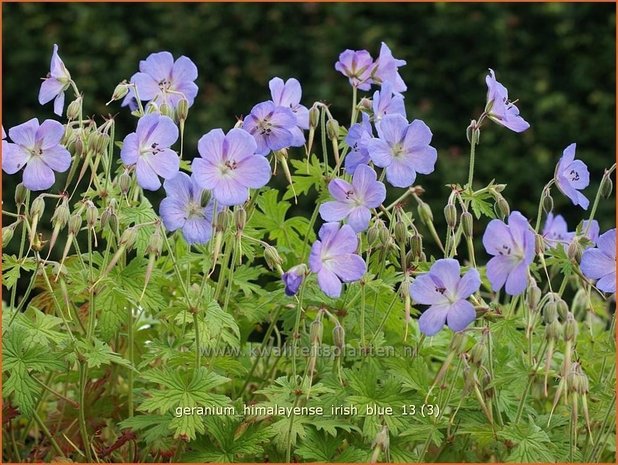 Geranium himalayense 'Irish Blue' | Ooievaarsbek