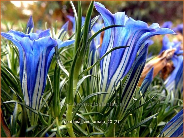 Gentiana sino-ornata | Gentiaan