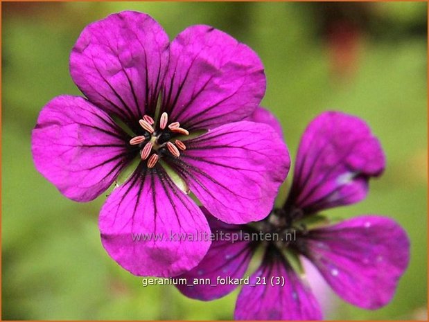 Geranium 'Ann Folkard' | Ooievaarsbek