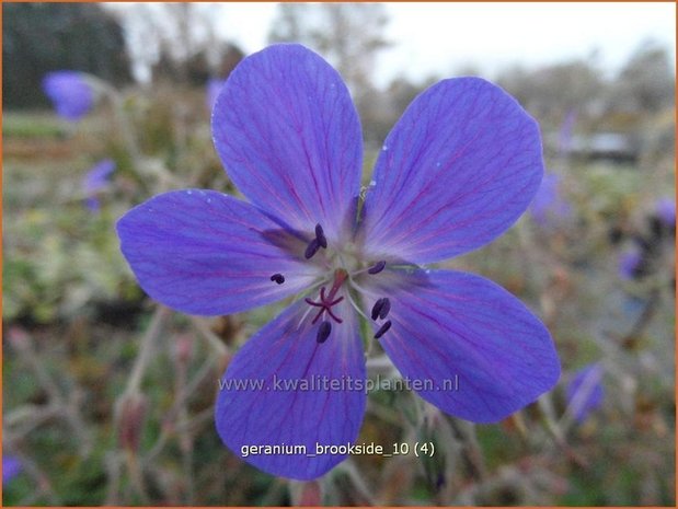 Geranium 'Brookside' | Ooievaarsbek