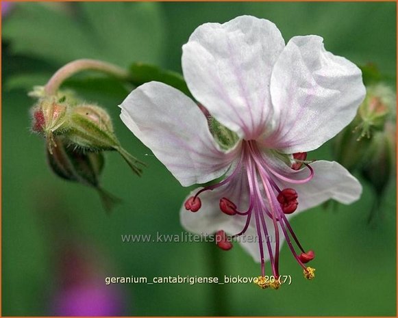 Geranium cantabrigiense 'Biokovo' | Ooievaarsbek