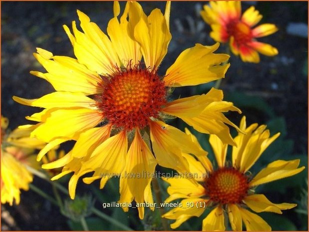 Gaillardia 'Amber Wheels' | Kokardebloem | Kokardenblume