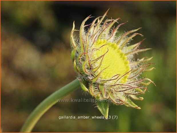 Gaillardia 'Amber Wheels' | Kokardebloem | Kokardenblume