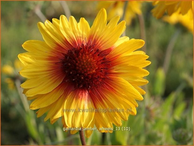 Gaillardia 'Amber Wheels' | Kokardebloem | Kokardenblume