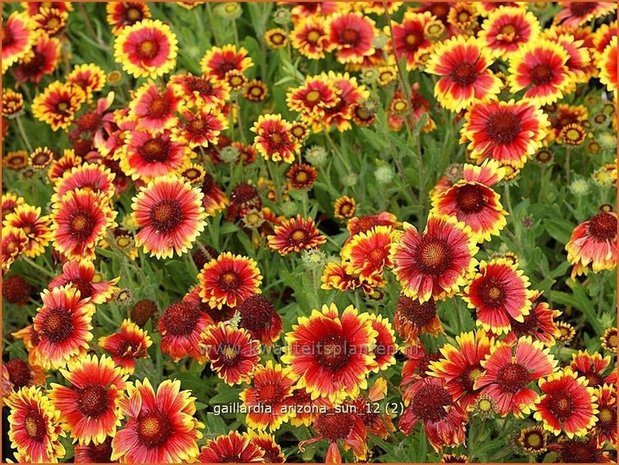 Gaillardia 'Arizona Sun' | Kokardebloem