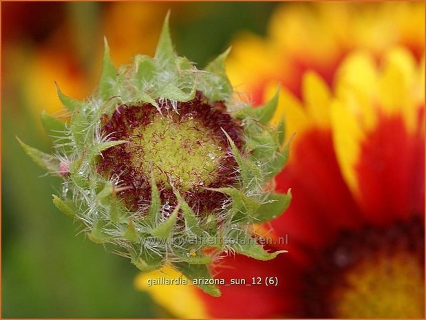 Gaillardia 'Arizona Sun' | Kokardebloem