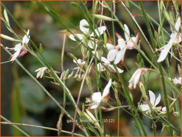 Gaura lindheimeri | Prachtkaars